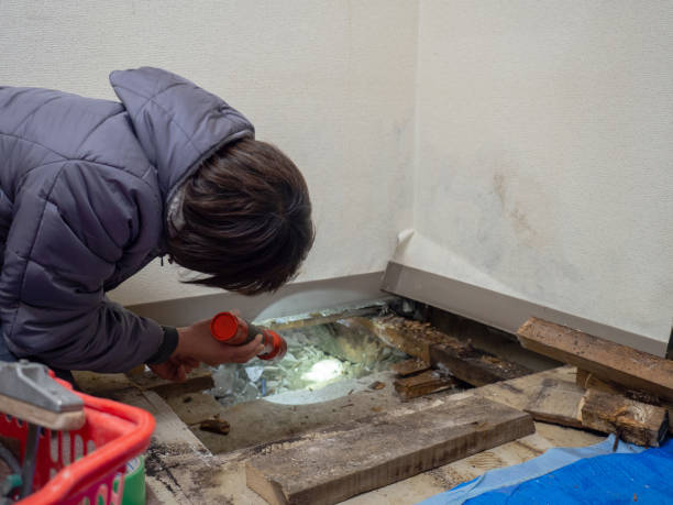 Best Black Mold Removal  in Deer Park, WA