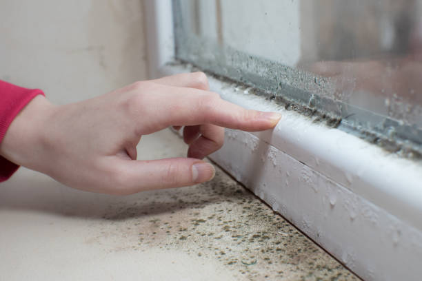 Best Basement Mold Removal  in Deer Park, WA